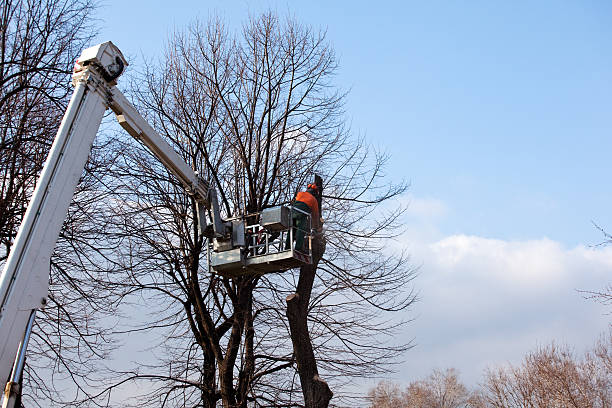 How Our Tree Care Process Works  in  Rossville, GA